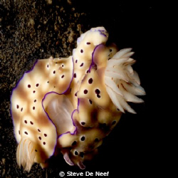 more mating nudis.. by Steve De Neef 